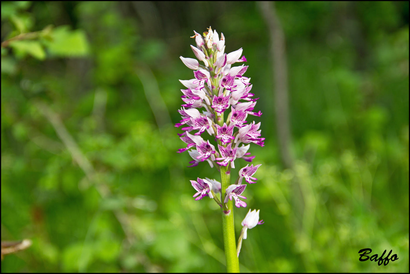 Orchis militaris